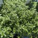 Thyme Mother of Thyme