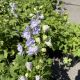 Delphinium Aurora Lavender