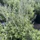 Russian Sage Crazy Blue