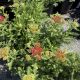Yarrow Skysail Fire