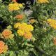 Yarrow Skysail Yellow