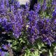 Salvia Noble Knight