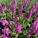 Salvia Noble Princess