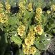 Mullein Dark Eyes