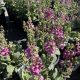 Mullein Royalty