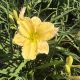 Daylily Perfect Peach Glory
