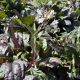Beardtongue Dark Towers