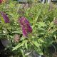 Butterfly Bush Butterfly Candy Lil Grape