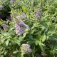 Butterfly Bush Butterfly Candy Lil Lavender