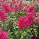 Butterfly Bush Butterfly Candy Lil Raspberry