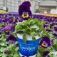 Pansy/Viola 4
