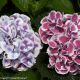 Hydrangea Cityline Mars