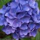 Hydrangea Cityline Vienna