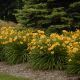 Daylily Stella de Oro