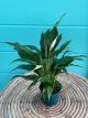 Spathiphyllum 4