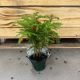 Norfolk Island Pine 4