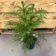 Norfolk Island Pine 6