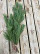 Bough West Coast Pine