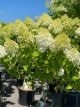 Hydrangea Limelight Tree