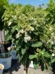 Hydrangea Pinky Winky Tree