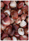 Bulbs