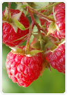 Berries