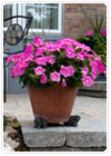 Container Gardening