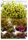 Hanging Baskets