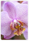 Indoor Plant Care
