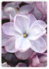 Lilacs