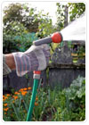 Outdoor Plant Care