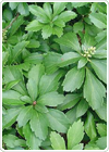 Ground Covers