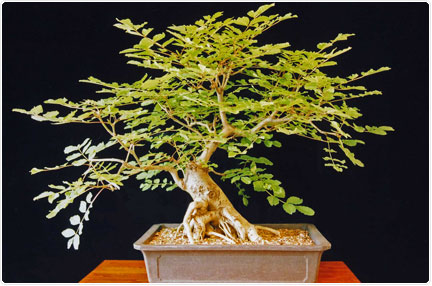 14+ How Often To Water Bonsai Tips - Hobby plan