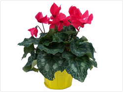 Cyclamen