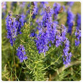 Anise Anise