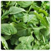 Arugula Arugula