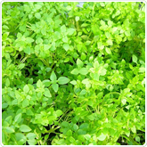 Basil - Aristotle Basil - Aristotle