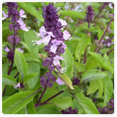 Basil - Cinnamon Basil - Cinnamon