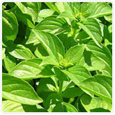 Basil - Lemon Basil - Lemon