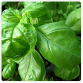 Basil - Lettuce Leaf Basil - Lettuce Leaf