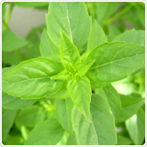 Basil - Lime Basil - Lime