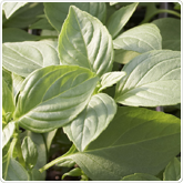 Basil - Mrs. Burns Lemon Basil - Mrs. Burns Lemon
