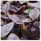 Basil - Red Rubin Basil - Red Rubin