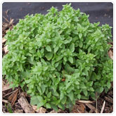 Basil - Spicy Globe Basil - Spicy Globe