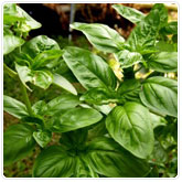Basil - Sweet Italian Basil - Sweet Italian