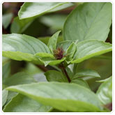 Basil - Thai Basil - Thai