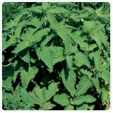 Catnip Catnip