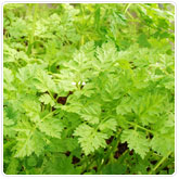 Chervil Chervil