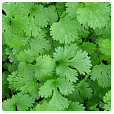 Coriander Coriander
