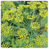 Dill - Fernleaf Dill - Fernleaf